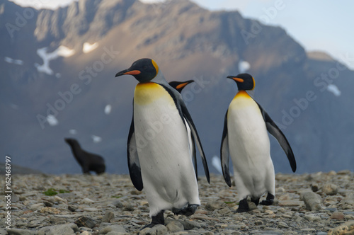 King Penguins at Fortuna Bay