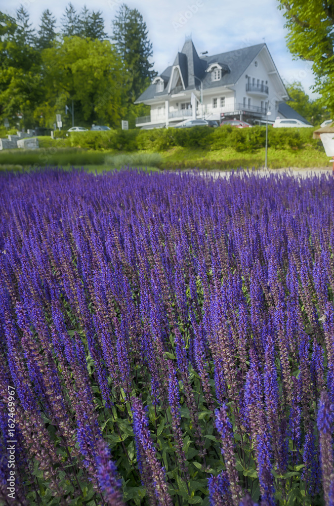 Beautiful Violet flowers Field at Bled Lake Promenade on Sunny Summer Day Beautiful Violet flowers Field at Bled Lake Promenade on Sunny Summer Day