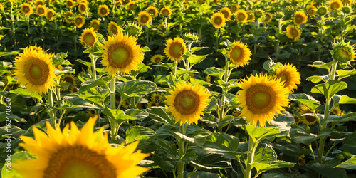 Sunflowers soaking up the sunshine in a field