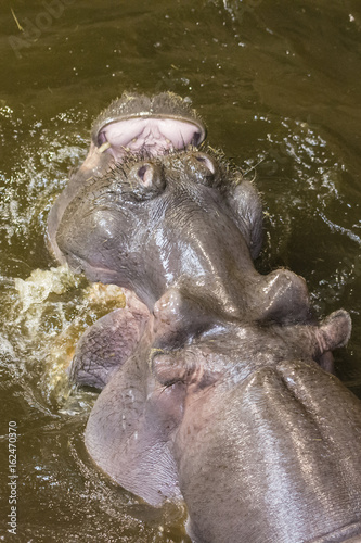 Hitting the hippos in dirty water. © lapis2380