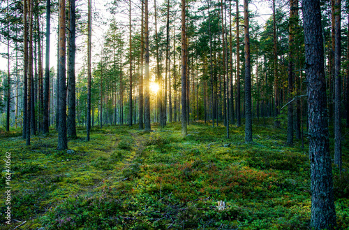 Summer landscape of Karelia © ola_pisarenko