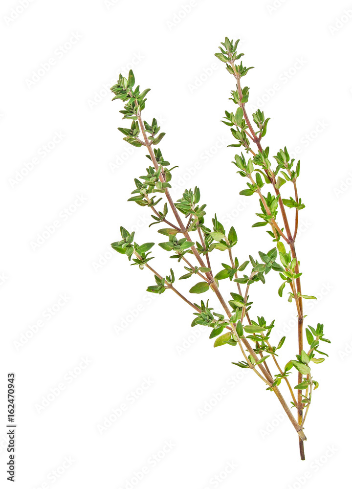 Thyme sprigs isolated on a white background Thyme sprigs isolated on a white background