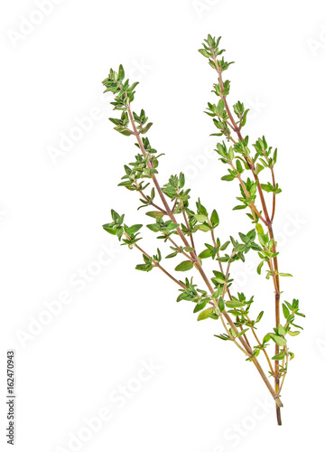 Thyme sprigs isolated on a white background