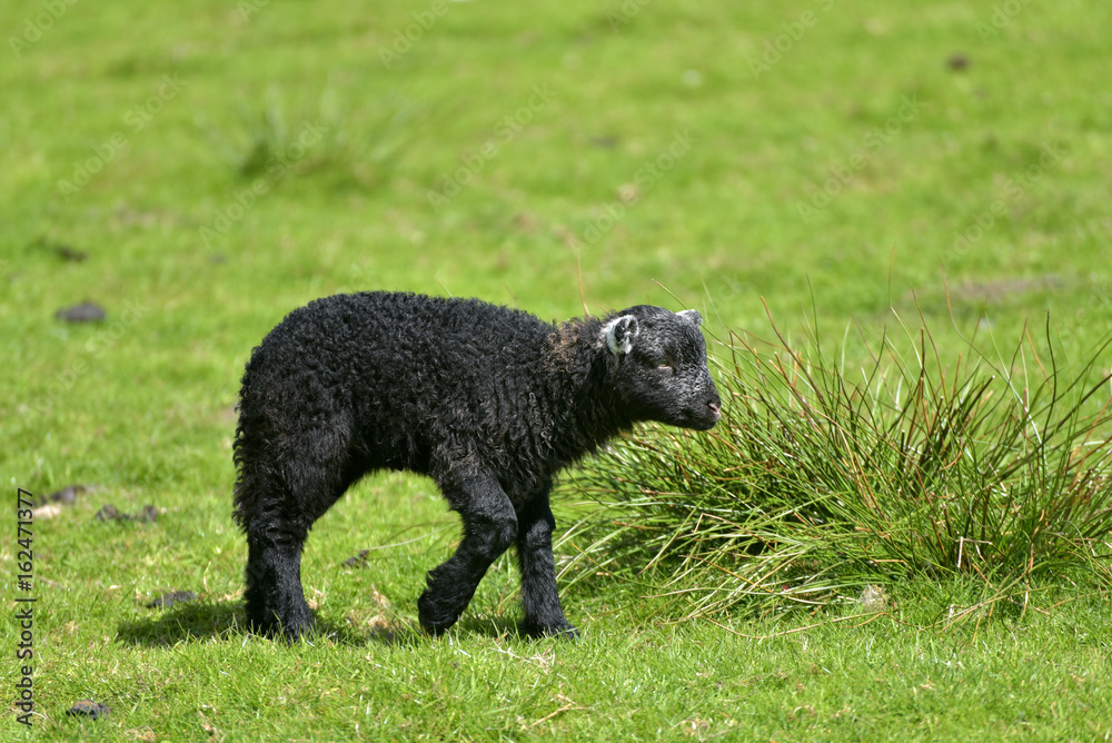 Fototapeta premium Black lamb by Loughrigg Tarn, English Lake District