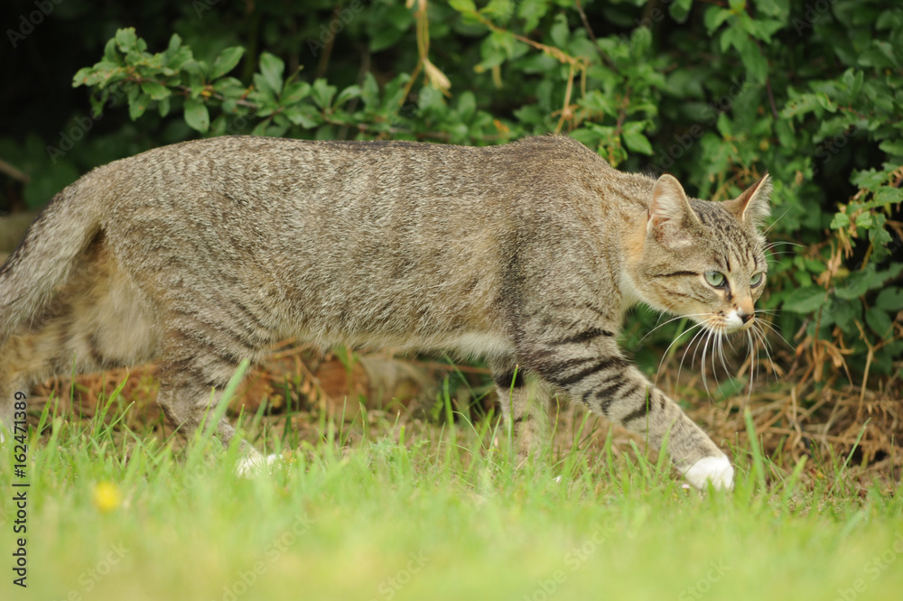 Chat qui chasse Chat qui chasse