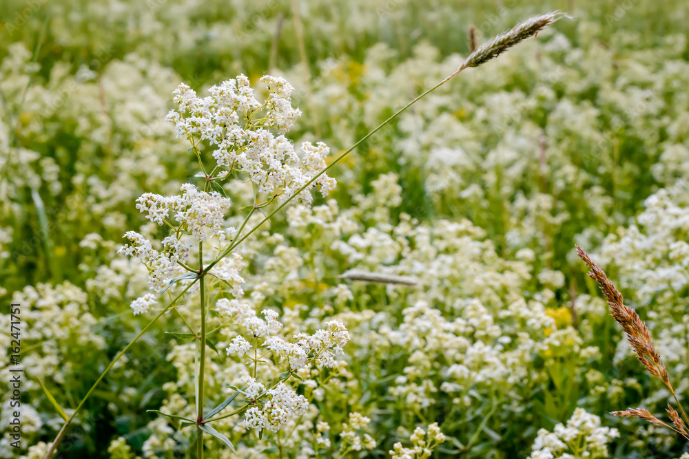 Galium boreale flowers, also known as northern bedstraw, in a meadow under the warm spring sun Galium boreale flowers, also known as northern bedstraw, in a meadow under the warm spring sun