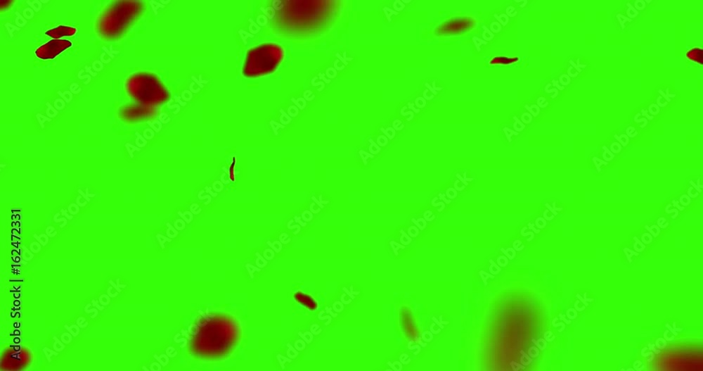 red rose petals flying on chroma key, green screen background, holiday love, relationship and valentine day concept red rose petals flying on chroma key, green screen background, holiday love, relationship and valentine day concept
