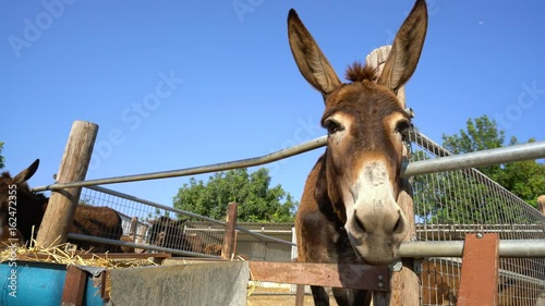 Donkey head close up shot on a farm on Cyprus photo