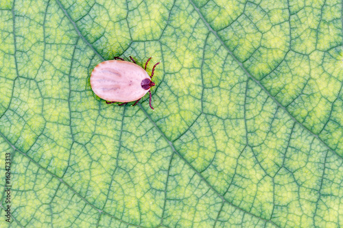 Garrapata hembra sobre hoja de cerezo. Ixodoidea. photo