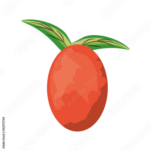 isolated leaves tomato fruit icon vector illustration graphic design