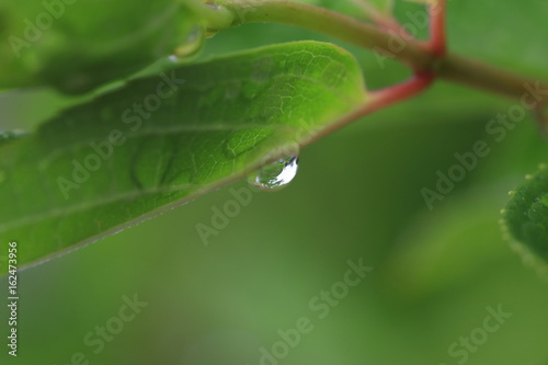 Rain drops on the leaves after rain.