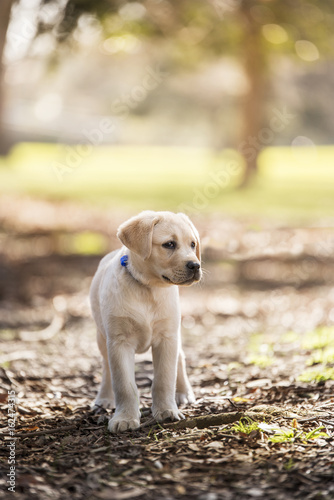 puppy Labrador 