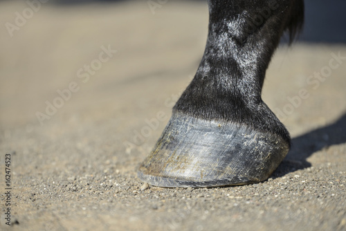 horse hoof