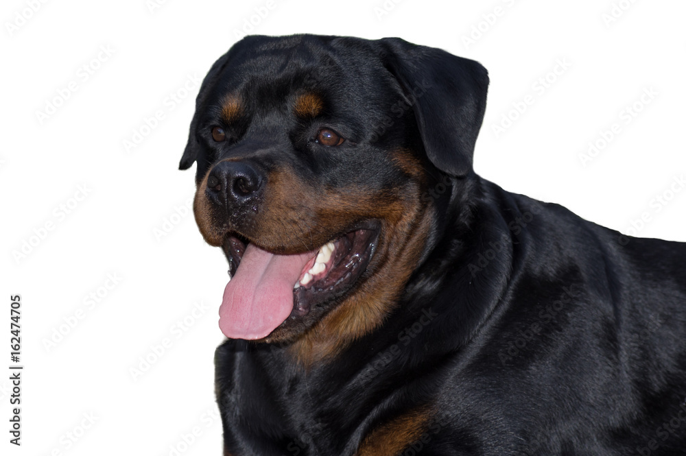 Rottweiler dog, isolated, open mouth.