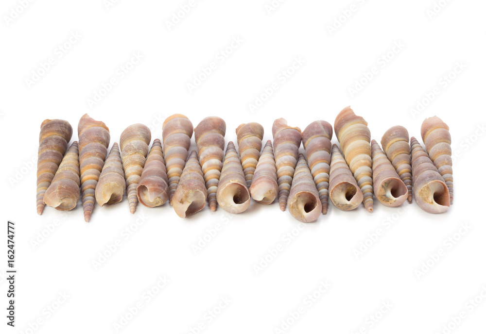 Seashell isolated on white background Seashell isolated on white background
