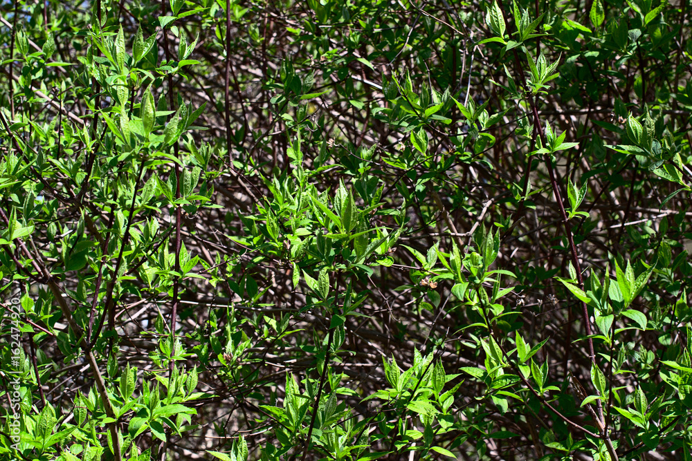 Abstract background of lilac bush Abstract background of lilac bush