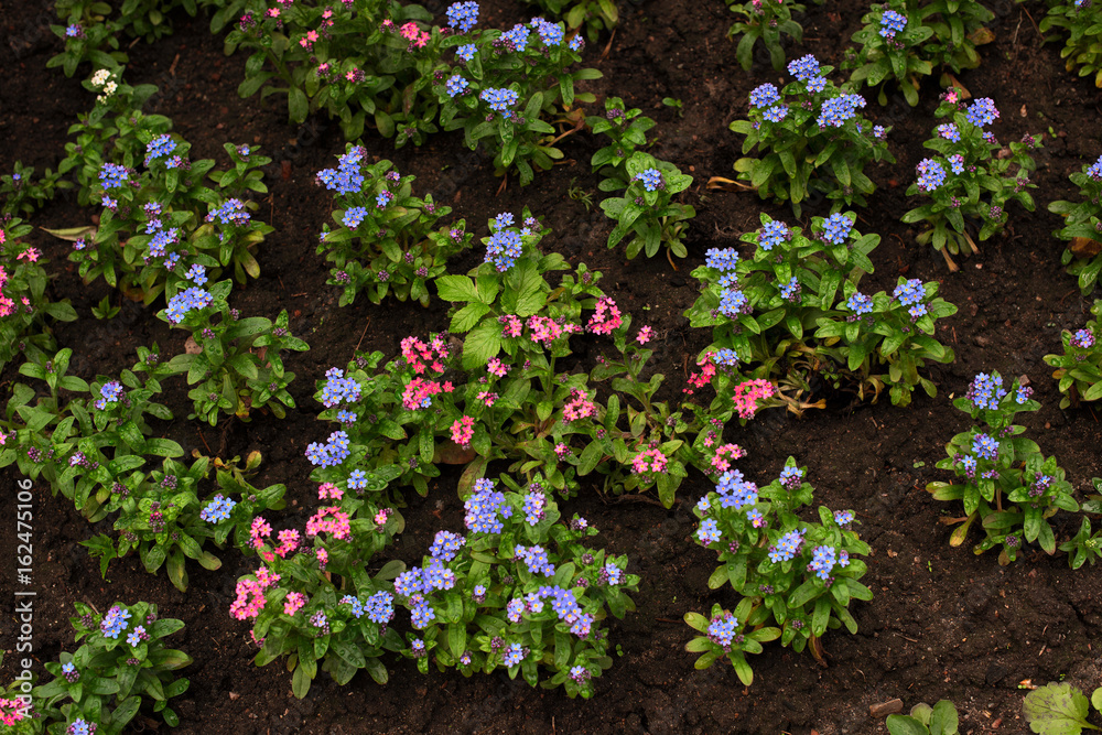 Pink and blue flowers of myosotis in the ground.