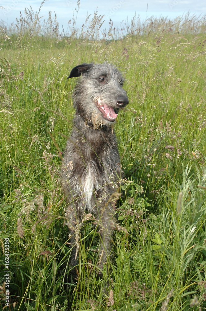 Young Scottish Deerhound sits in high grass.