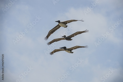 3 pelicans