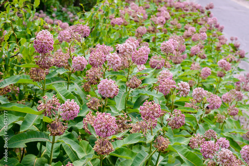 Pink and white Asclepias syriaca flowers and buds, also known as Milkweed or silkweed, with  foraging bees, in the meadow close to the Dnieper river in Kiev, Ukraine, under the warm summer sun photo