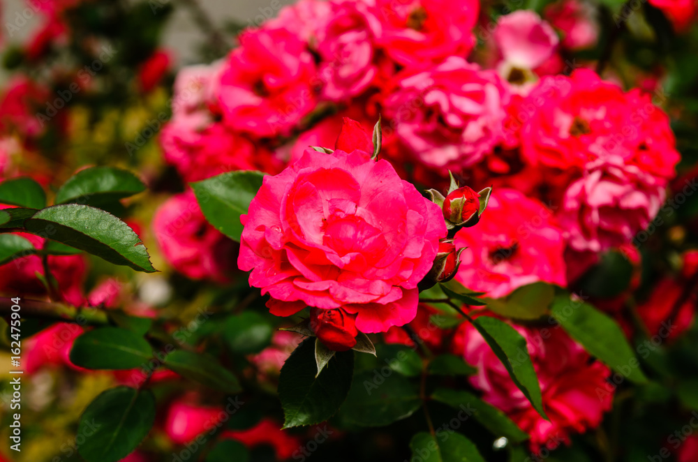 Close-up of rose flowers Close-up of rose flowers