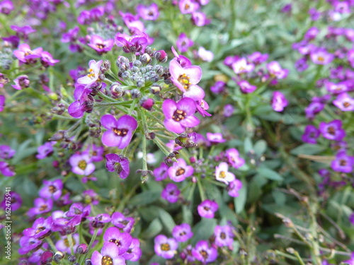 purple inflorescence