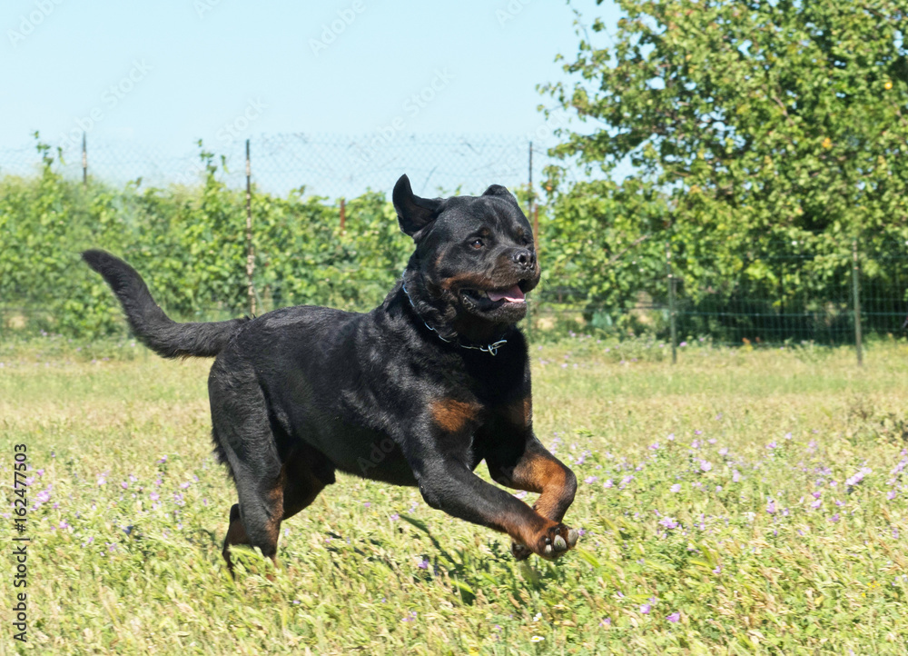 running rottweiler in field