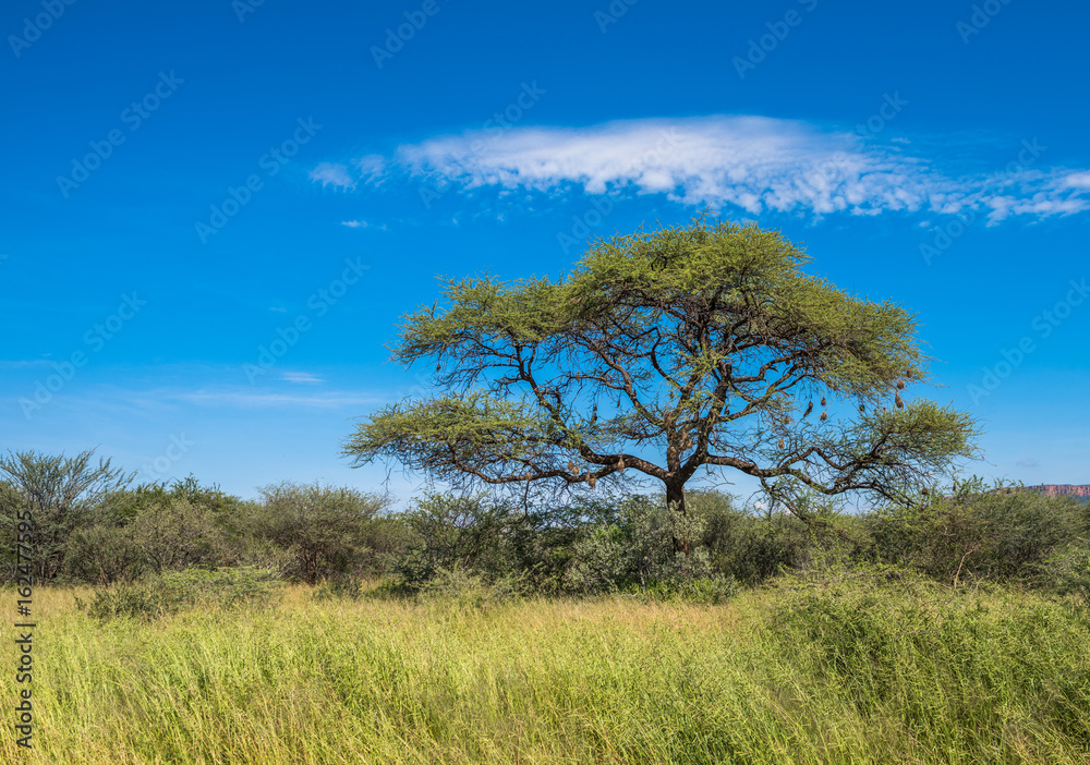 Tree in savannah, classic african landscape Tree in savannah, classic african landscape