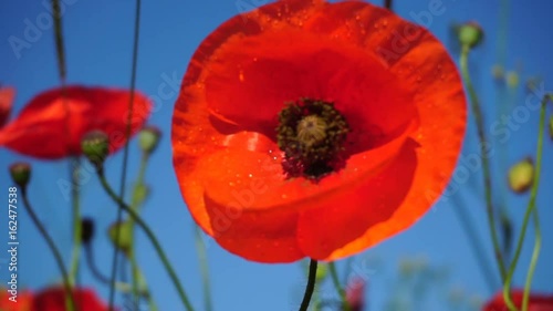 Beautiful field red poppies with selective focus. Opium poppy. Natural drugs. photo