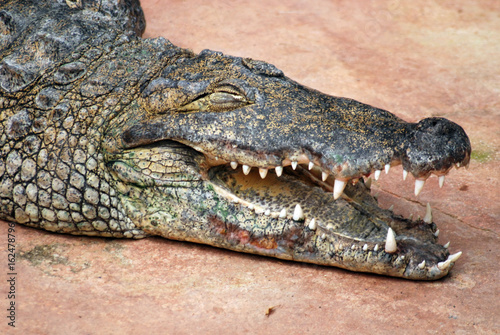 Ferme des crocodiles de Pierrelatte : Amphibiens et sauriens (Drôme-France)