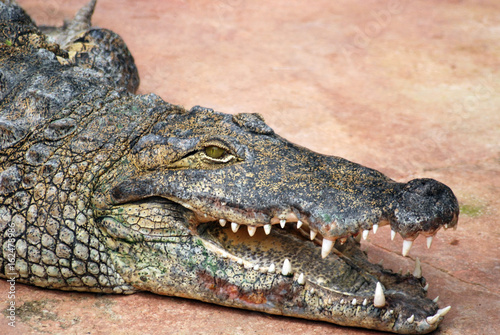 Ferme des crocodiles de Pierrelatte   Amphibiens et sauriens  Dr  me-France 