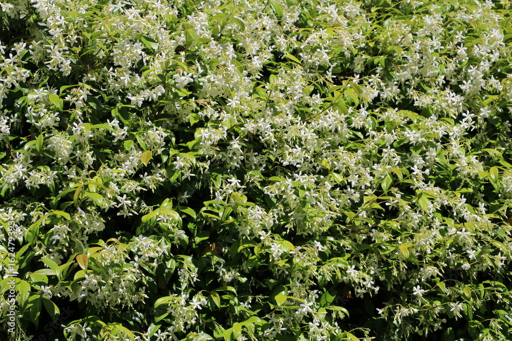 White flowers of jasminum officinale in summer, Italy