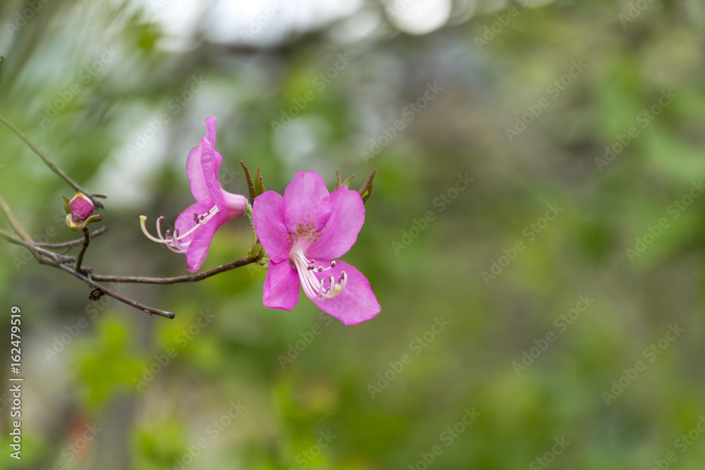 flowers of rhododendron with rose petals on the branch
