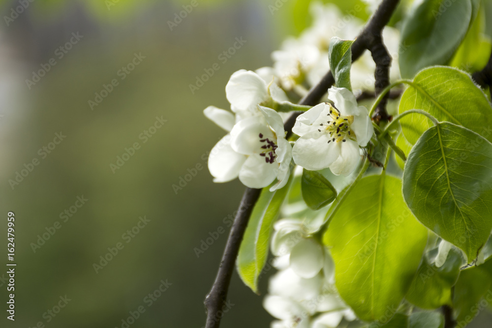 Naklejka premium branch cherry blossoms white petals, flowering fruit tree