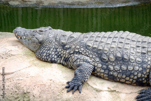 Ferme des crocodiles de Pierrelatte   Amphibiens et sauriens  Dr  me-France 