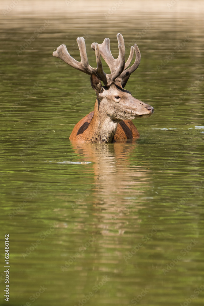 cerf cervidé bois velour chasse courir gibier eau étang baignade bain nature sauvage roi forêt se rafraichir chaleur chaud nager tête cerf cervidé bois velour chasse courir gibier eau étang baignade bain nature sauvage roi forêt se rafraichir chaleur chaud nager tête