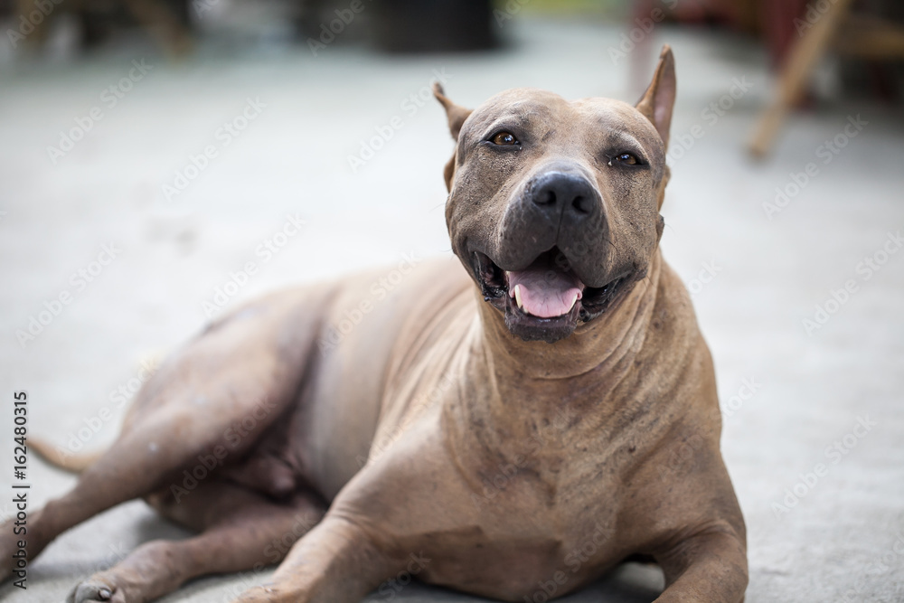 Obraz premium Thai Ridgeback dog