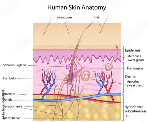 Human skin anatomy, labeled.  photo