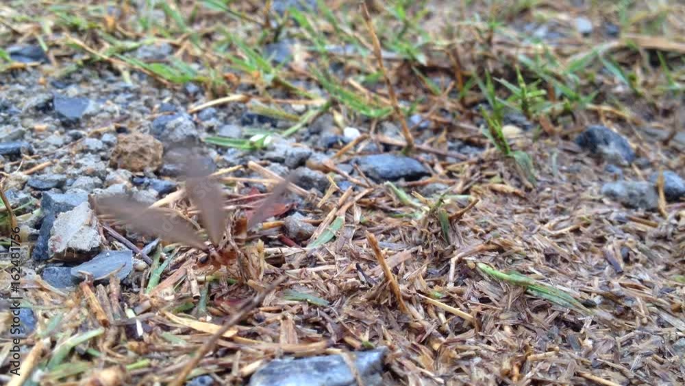 Moths termites on ground, found it after rainy Moths termites on ground, found it after rainy