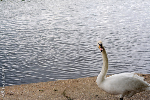 Swan by River
