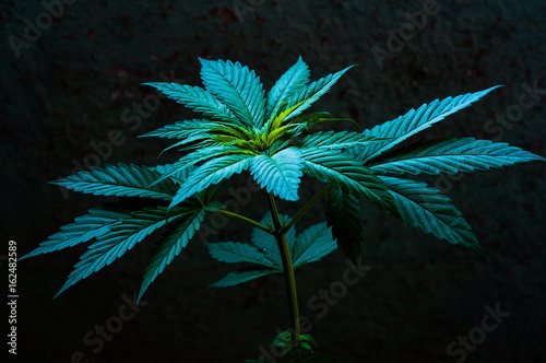 seedling of cannabis in planting pot on grunge background