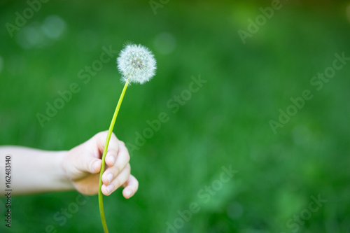 Fototapeta Naklejka Na Ścianę i Meble -  Dandelion flower over vivid green grass background. Boy holding white dandelion ready to blow. Summer dandelion in boy's hand against nature park outdoor.