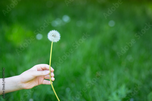 Fototapeta Naklejka Na Ścianę i Meble -  Dandelion flower over vivid green grass background. Boy holding white dandelion ready to blow. Summer dandelion in boy's hand against nature park outdoor.