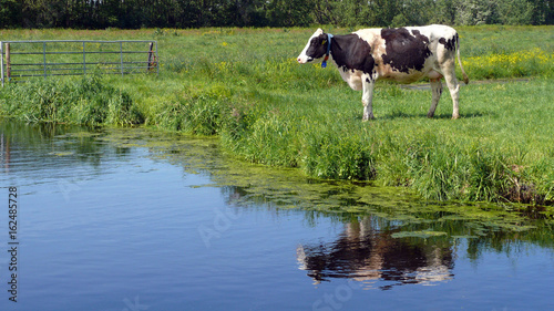 White milch cow with black spots grazing on green grass pasture along a bluecolored canal photo