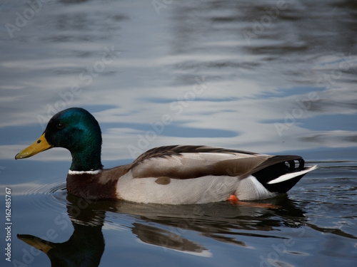 Duck Swimming