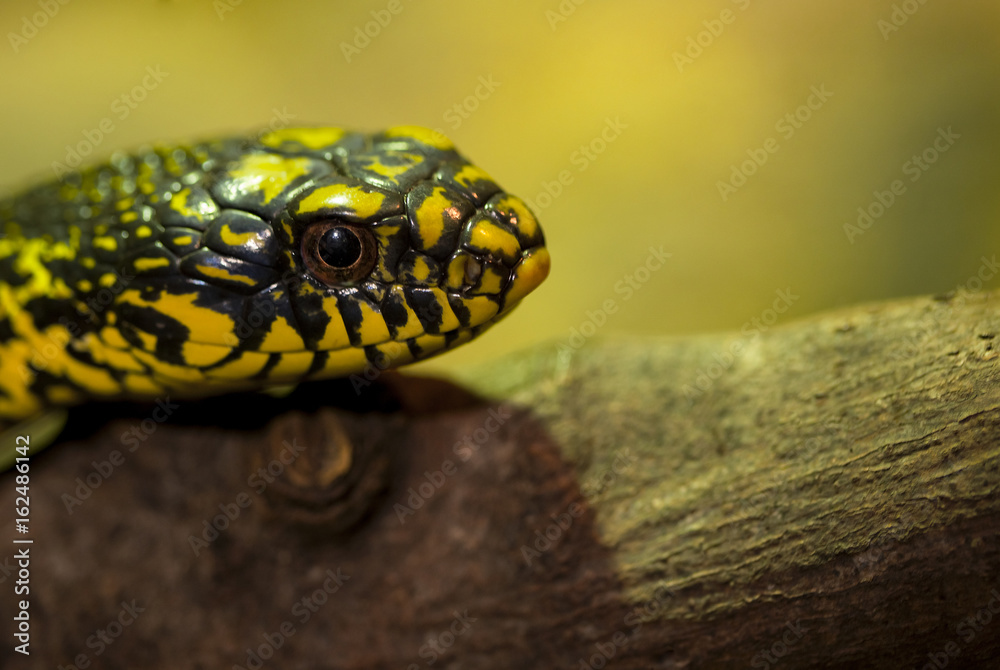 Fototapeta premium King Rat Snake