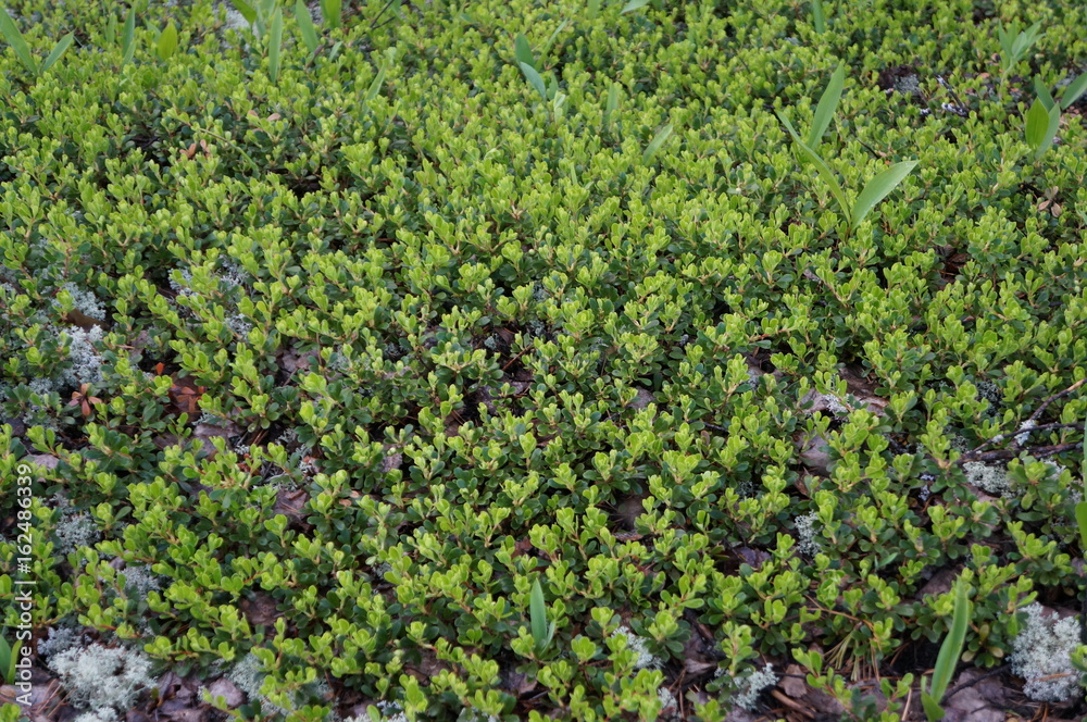 Green grass and leaves in sunlight for background or wallpaper Green grass and leaves in sunlight for background or wallpaper