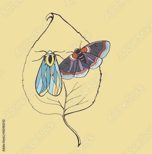 
Night butterflies on foliage

