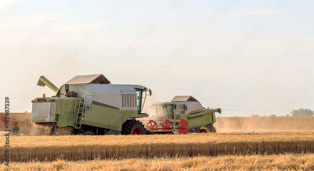 Fototapeta premium Harvesting of wheat fields in summer