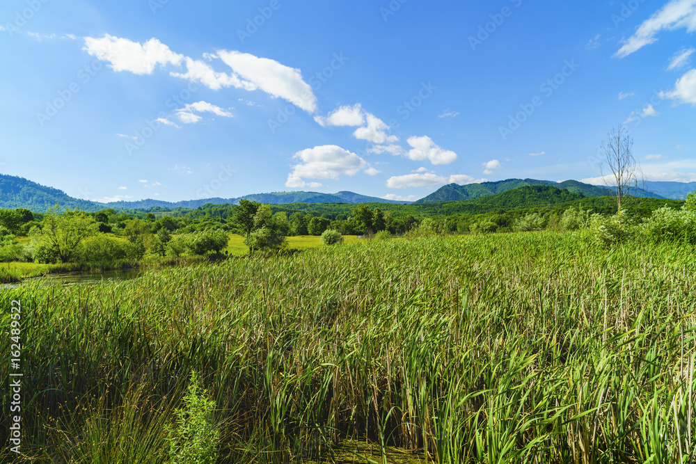 Obraz premium Idyllic landscape with trees and grass on a mountain